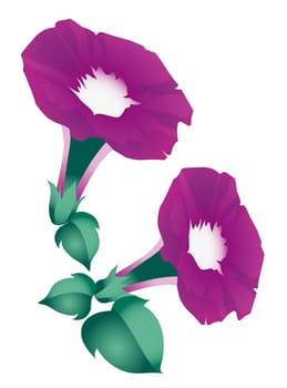 Morning Glory Flowers