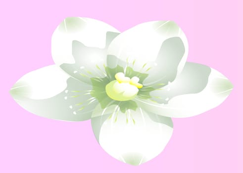 white flower