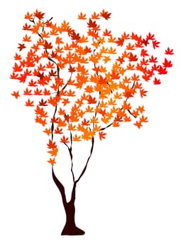 maple tree
