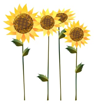 sunflower