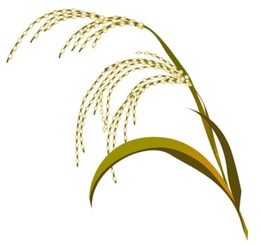 reed