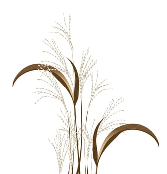 reed