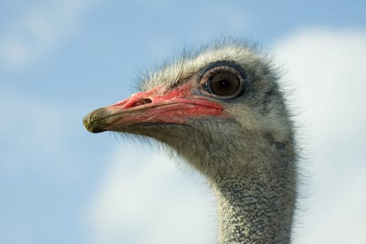 Ostrich Head