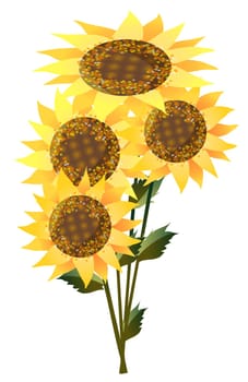 sunflower