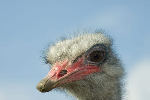 Ostrich view