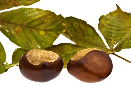 Chestnuts in autumn.....................