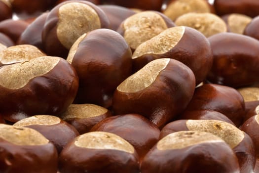 Chestnuts in autumn.....................