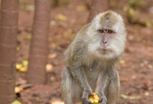 monkey with fruit