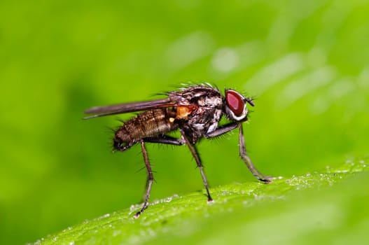 fly on the leaf