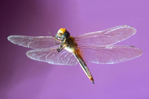 the dragonfly