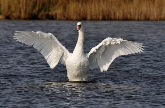Mute Swan2