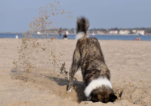 Dog digging on the beach