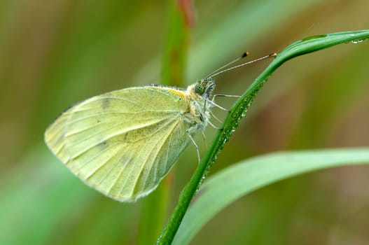 Greater cabbage white - Pieris brassicae