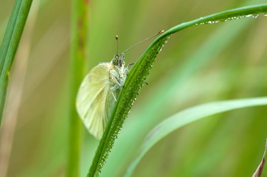 Greater cabbage white - Pieris brassicae