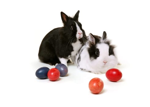 Lionhead Rabbit