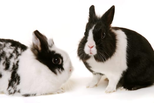 Lionhead Rabbit