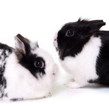 Lionhead Rabbit
