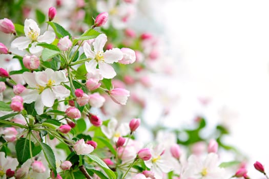 Apple blossoms background