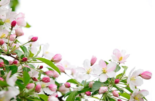 Apple blossoms background