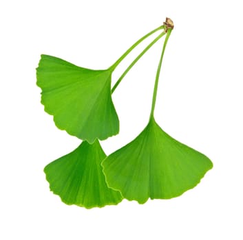 Ginkgo Biloba leaves