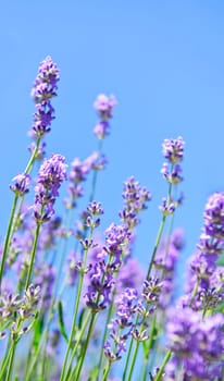 Lavender blooming in a garden