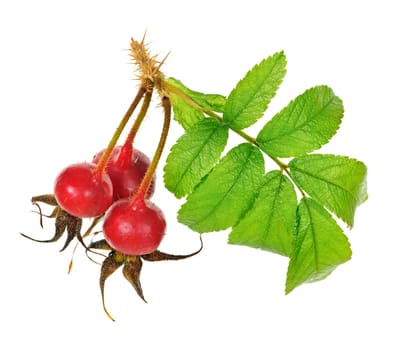 Branch with rose hips