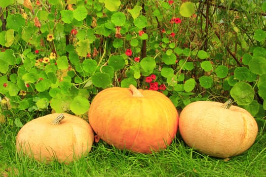 Three large pumpkins