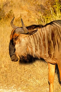 Blue wildebeest,Connochaetes taurinus,Africa
