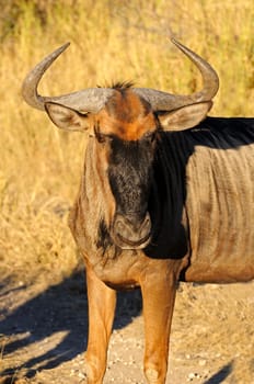 Blue wildebeest,Connochaetes taurinus,Africa