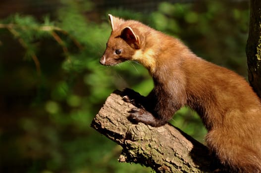 Pine marten 2