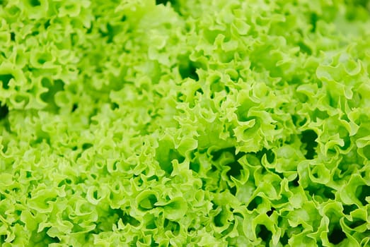 Lettuce cultivation 1