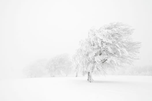 Beech