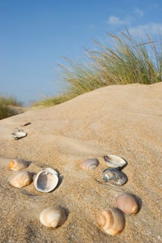 Mussels