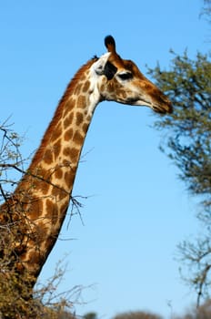Giraffe (Giraffe camelopardalis)