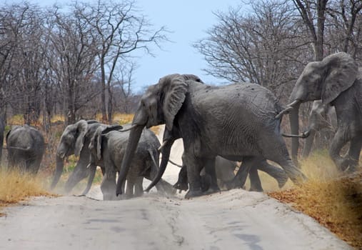 Herd of African elephants crossing road,Botswana