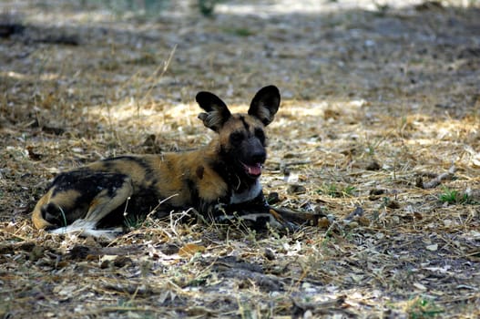 African wild dog (Lycaon pictus),Botswana