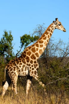 Giraffe (Giraffe camelopardalis)