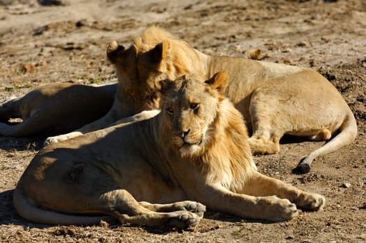 Young Lions,South Africa