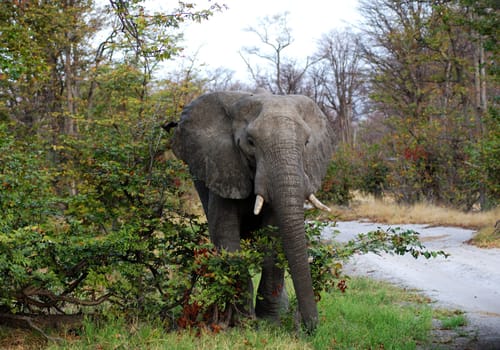 old bull elephant