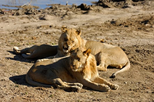Young Lions,South Africa