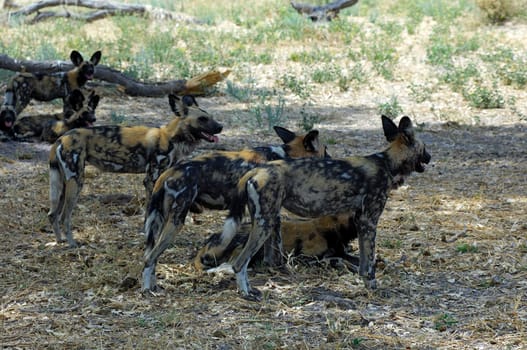 African wild dog (Lycaon pictus),Botswana
