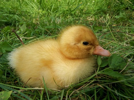 Little Duck
