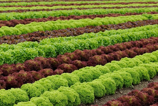 Salad Field 4