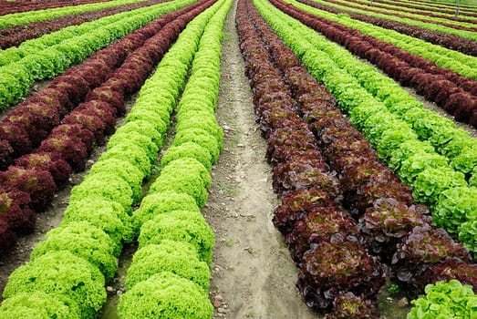 Salad mix 4