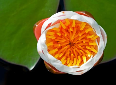 Water lily in the evening