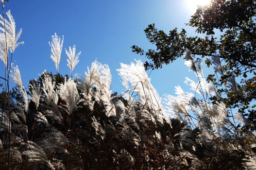 Tall white grass.