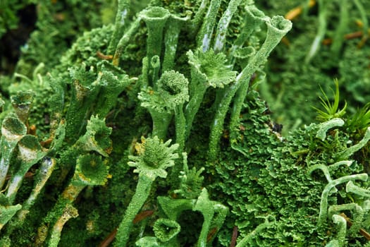 Mosses and mushrooms in the forest...