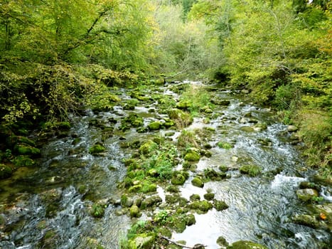 River in forest