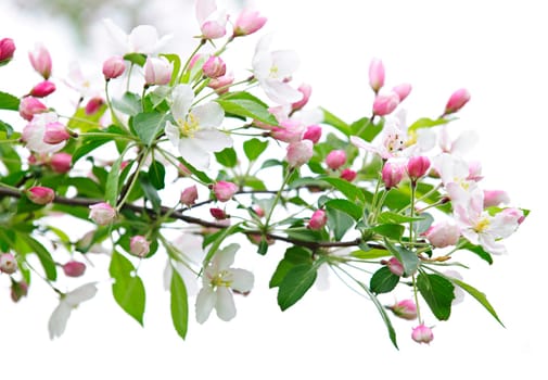 Blooming apple tree branch