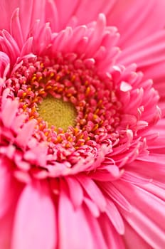 Gerbera flower